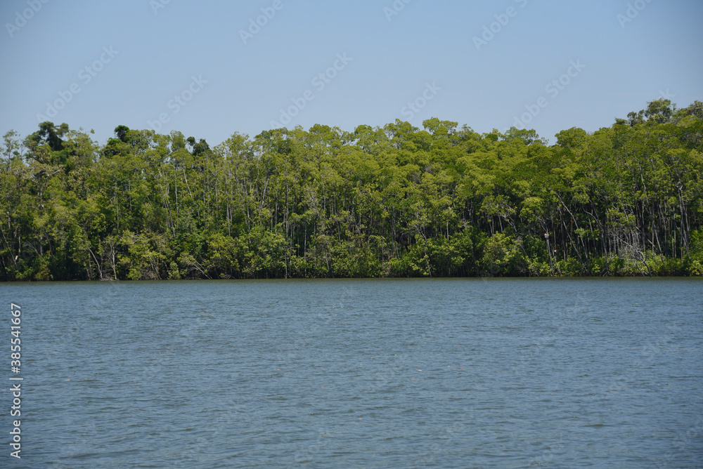 Australia- Full Frame Panorama of the Daintree River and Forest