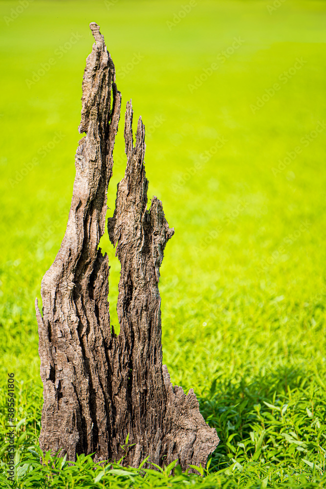 Obraz premium tree trunk with green grass
