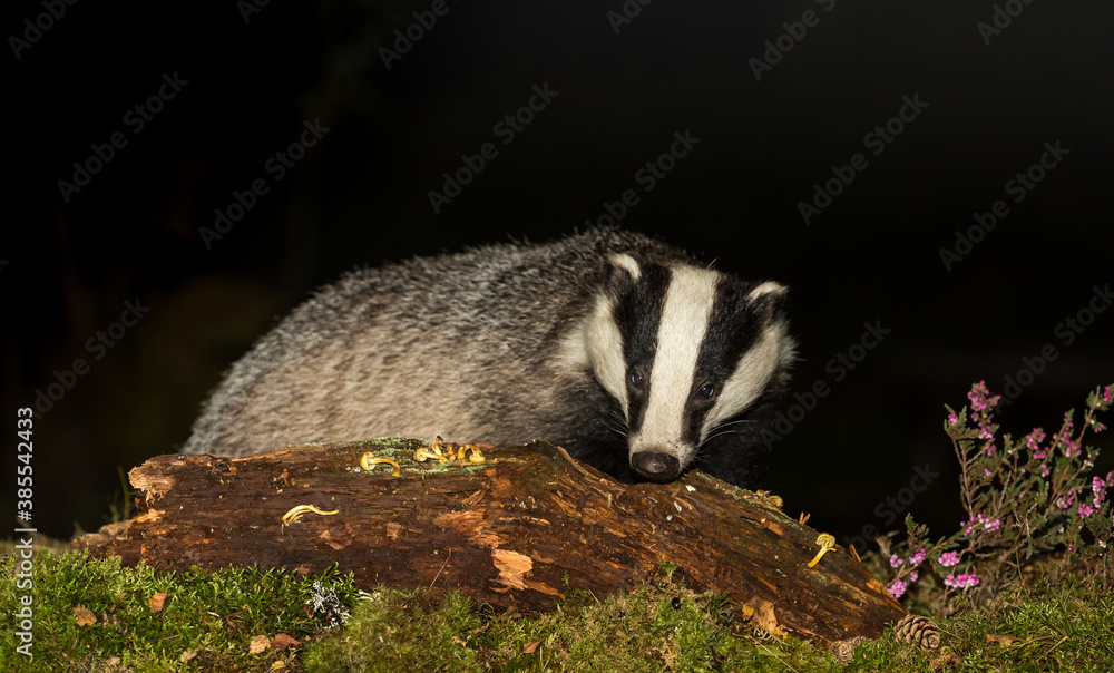 Obraz premium Badger (Scientific name: Meles Meles) Wild, native badger in Autumn foraging on a log. Facing forward. Night time image in natural woodland habitat. Horizontal. Space for copy.