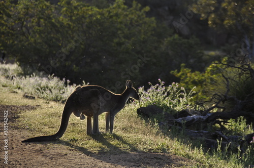 A large male kangaroo in John Forrest National Park