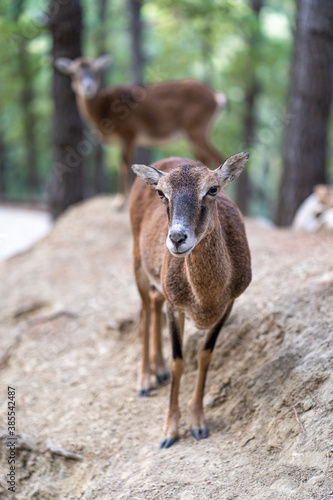 Female goat in the woods looking at camera