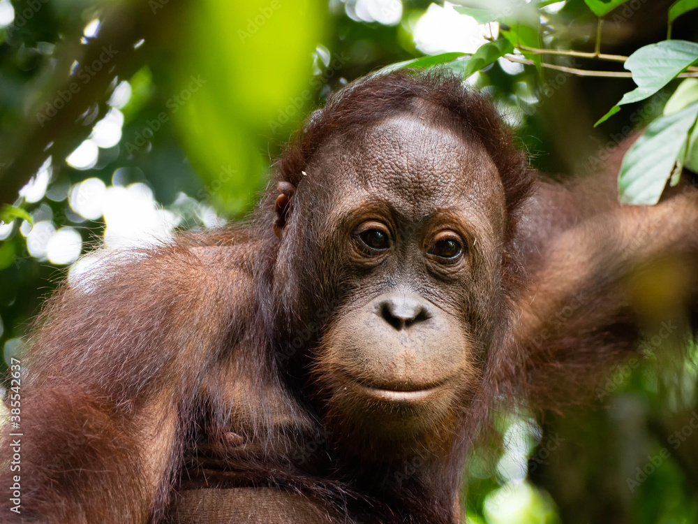 Fototapeta premium Orangutan close-up in a jungle tree in a rain forest in Borneo, Malaysia