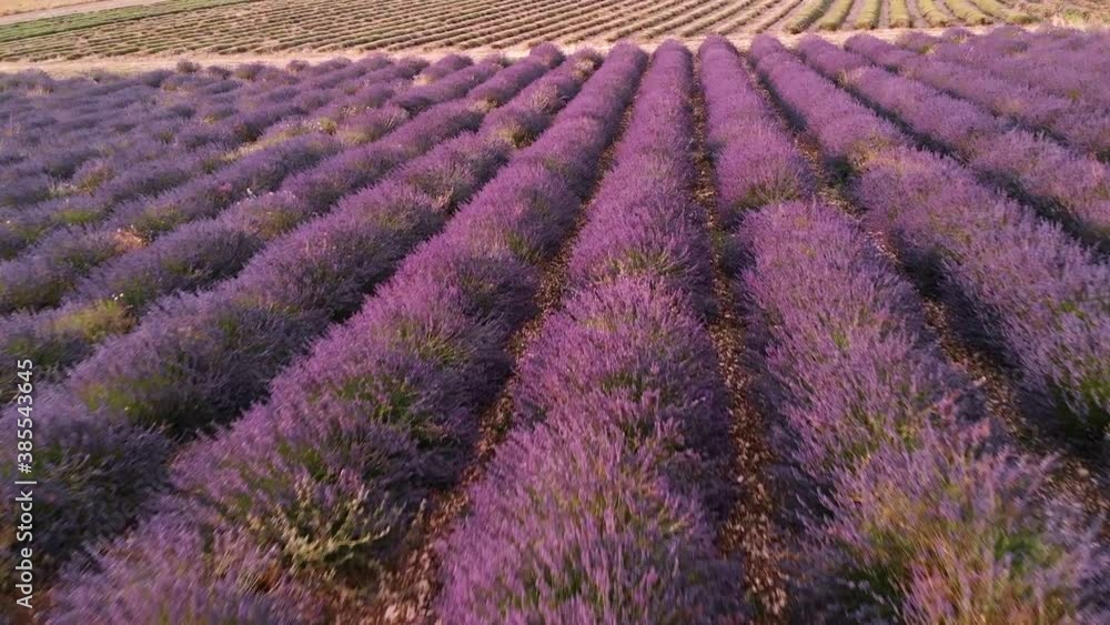 Drone view over Valensole Provence, France Drone view over Valensole Provence, France