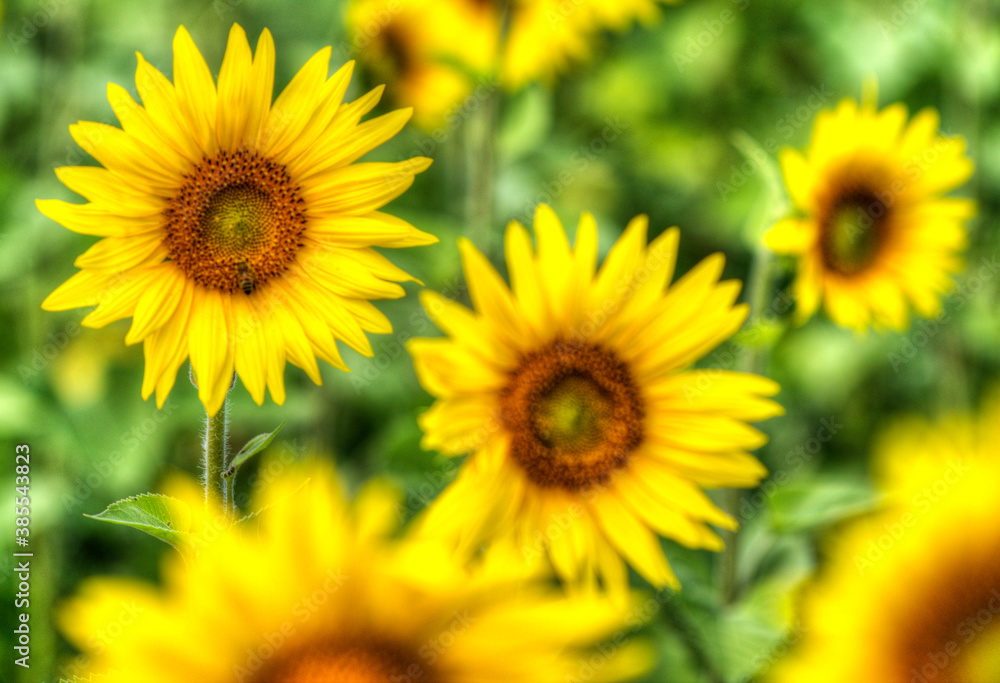 Tournesols à Belcaire, France