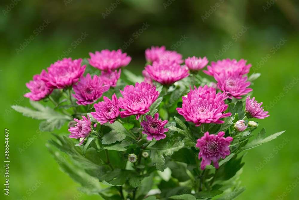 Chrysantheme Chrysantheme