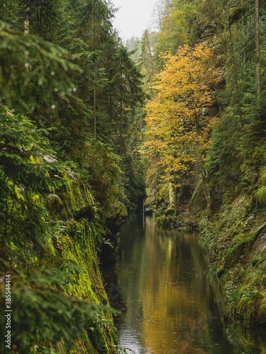 Fototapeta Naklejka Na Ścianę i Meble -  Narrow gorge of the river Kamenice, Bohemian Switzerland National Park, Czech Republic