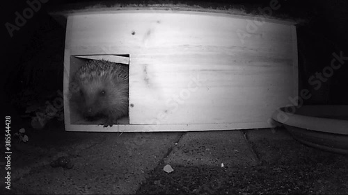 European hedgehog (Erinaceus europaeus) walking around and looking for food.