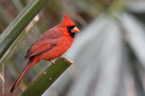 Northern Cardinal (Cardinalis cardinalis) © Rini Kools