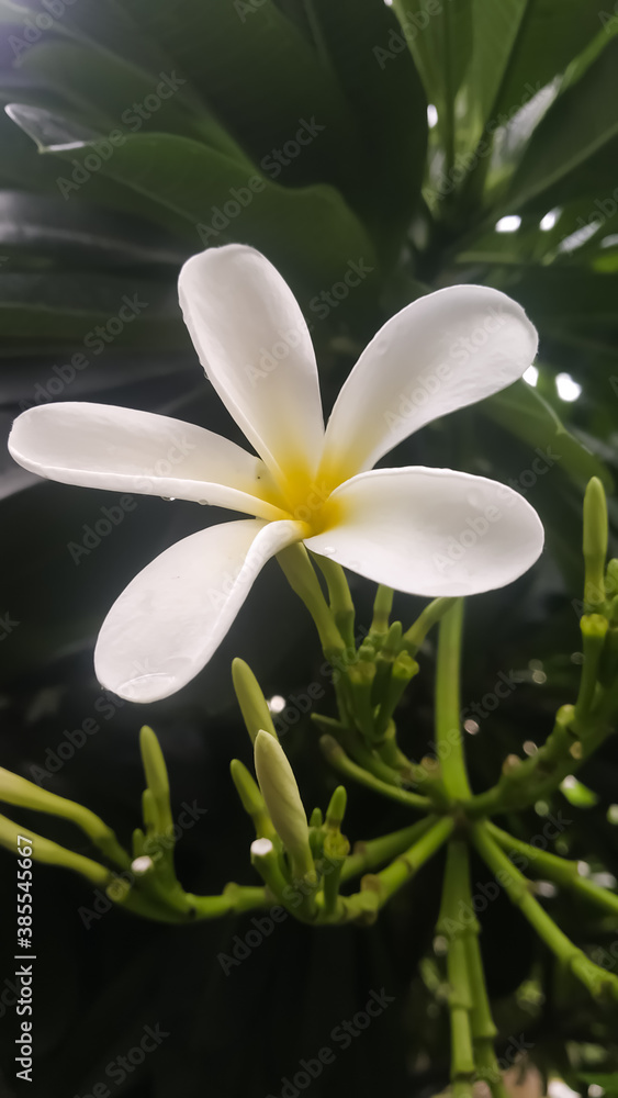 Obraz premium Native Indian flower