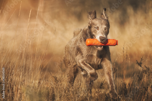 Canvas Print Close up of a Weimaraner retrieving a dummy