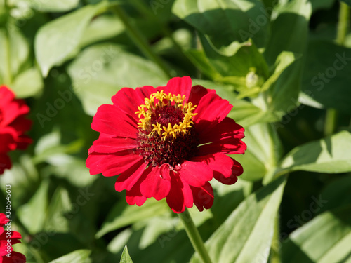 Zinnia elegans or violacea - Common zinnia or Youth-and-age with red double petals  yellow florets surrounded its purple brown disk center
