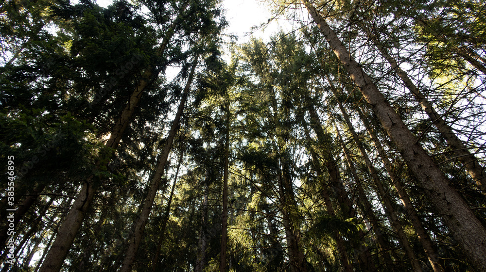 Au cœur de la forêt Au cœur de la forêt