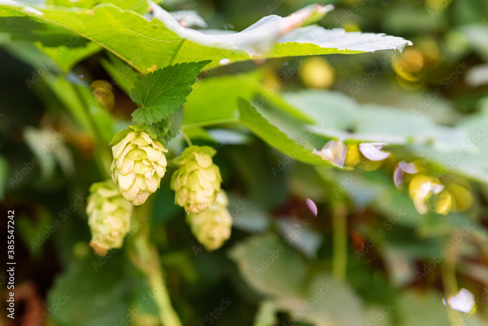 Close-up of hop cones with dew drops on it Close-up of hop cones with dew drops on it
