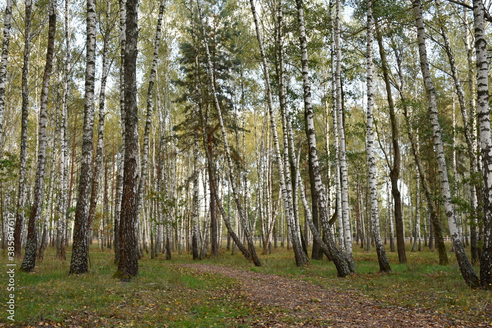 Obraz premium birch grove in autumn