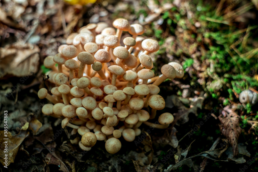 a group of mushrooms in the woods a group of mushrooms in the woods