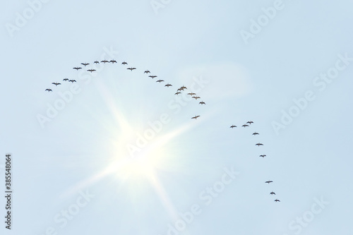 A migratory flock of geese flies in the form of a wedge to the south, wintering is autumn. There is a bright sun in the sky.