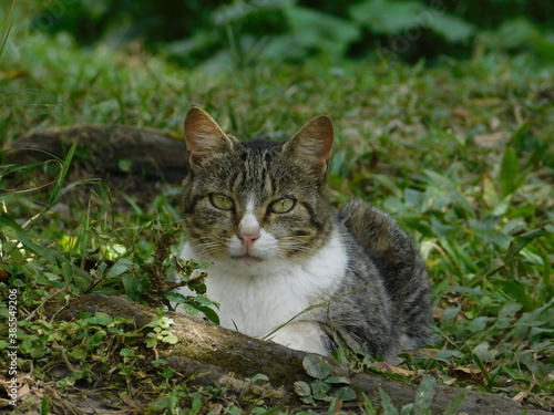 cat on the grass