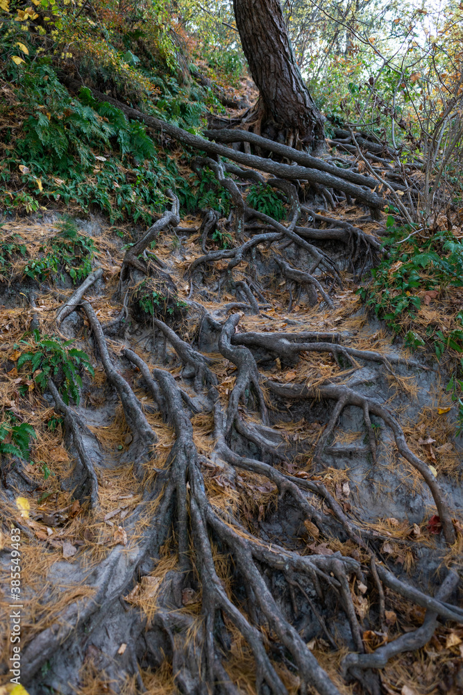 Exposed roots of a gigantic Tree in Starved Rock State Park, a wilderness area on the Illinois River in the U.S. state of Illinois. Autumn. Exposed roots of a gigantic Tree in Starved Rock State Park, a wilderness area on the Illinois River in the U.S. state of Illinois. Autumn.