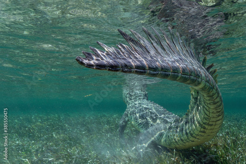 American Crocodile under Water, Mexico © Angiolo