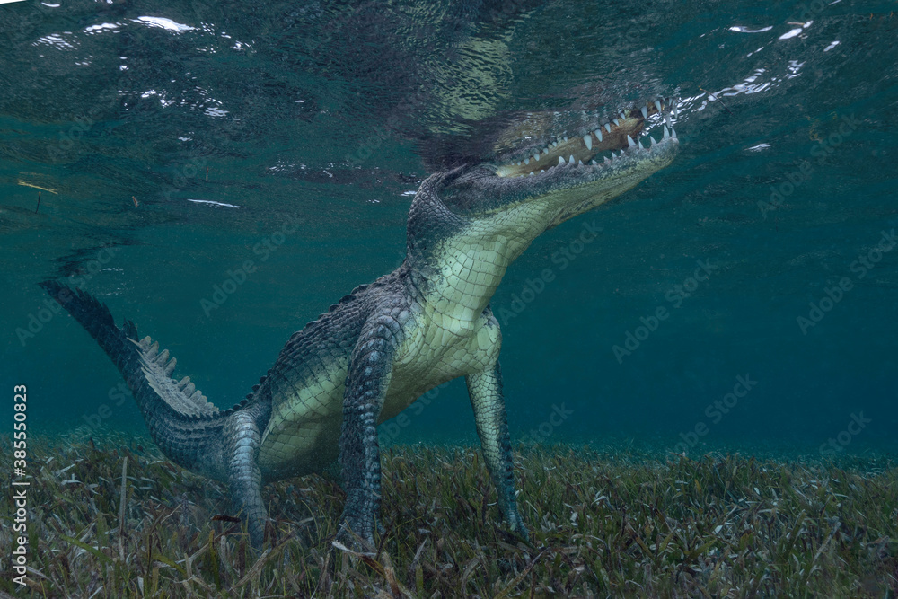 Obraz premium American Crocodile under Water, Mexico