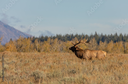 Bull Elk in Autumn in Wyoming