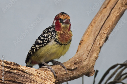 A Red-and-yellow Barbet, Trachyphonus erythrocephalus, perched photo