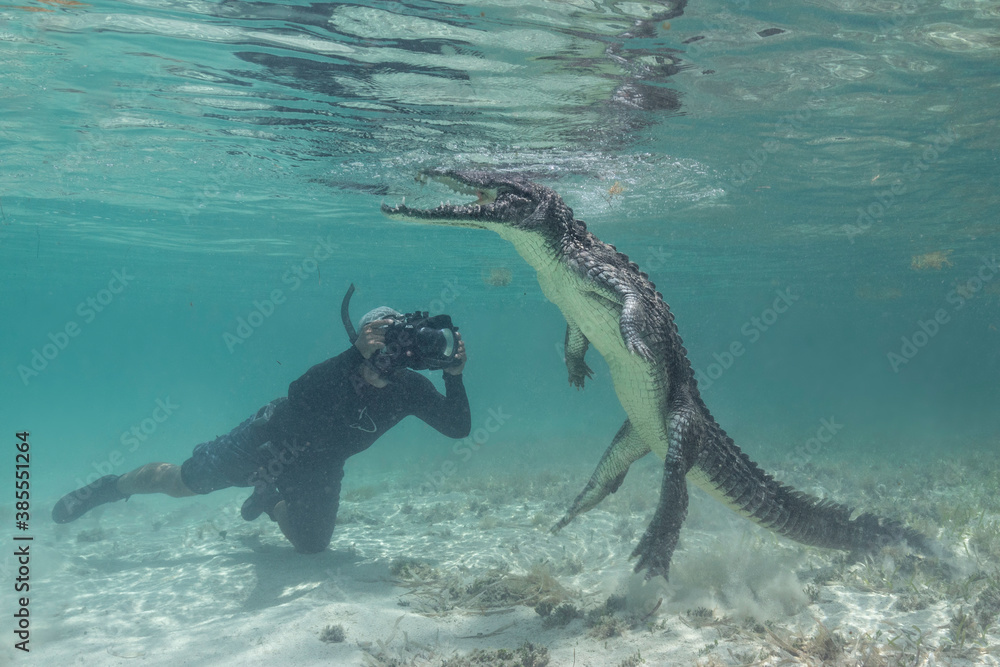 Obraz premium American Crocodile under Water, Mexico