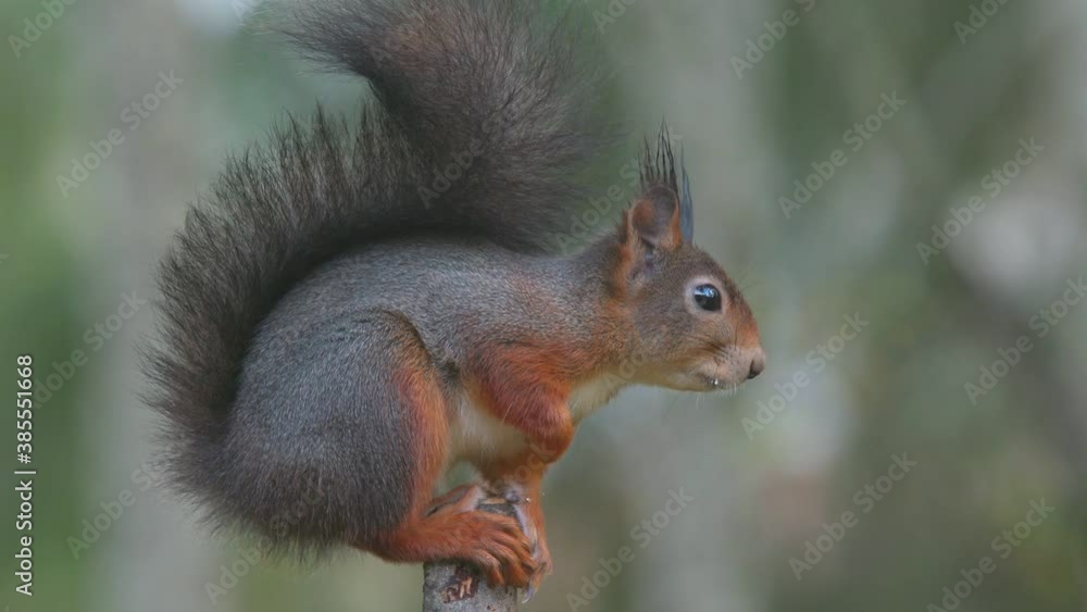red squirrel animal close view watching alerted side view red squirrel animal close view watching alerted side view