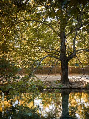Arbor y Agua