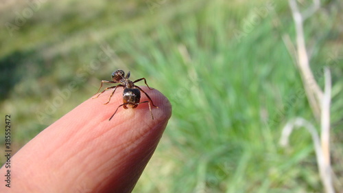Ant. Close up of an ant on the finger. worker ant defends itself by biting the hand on a blurry background. insects, insect, bugs, bug, animals, animal. wildlife, wild nature, insects, insect