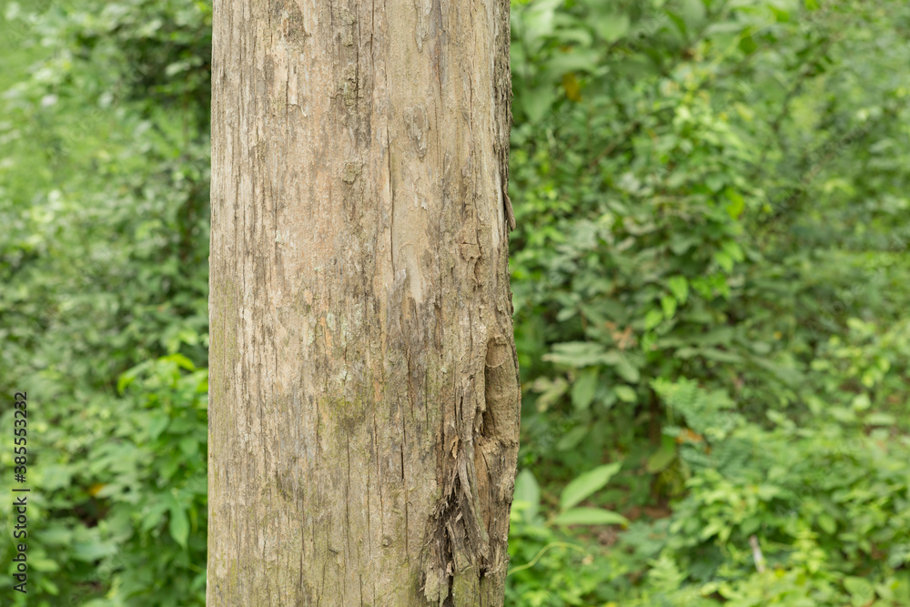 Teak Tree in Thailand precious hardwoods one of the last major areas of tropical forest in Asia Teak Tree in Thailand precious hardwoods one of the last major areas of tropical forest in Asia