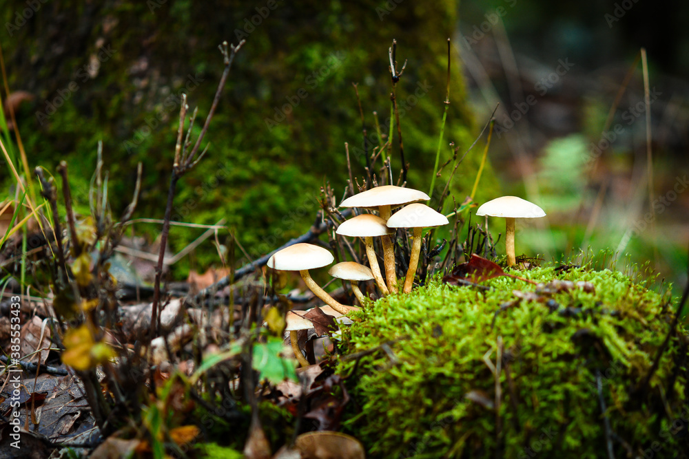 mushrooms in the forest mushrooms in the forest