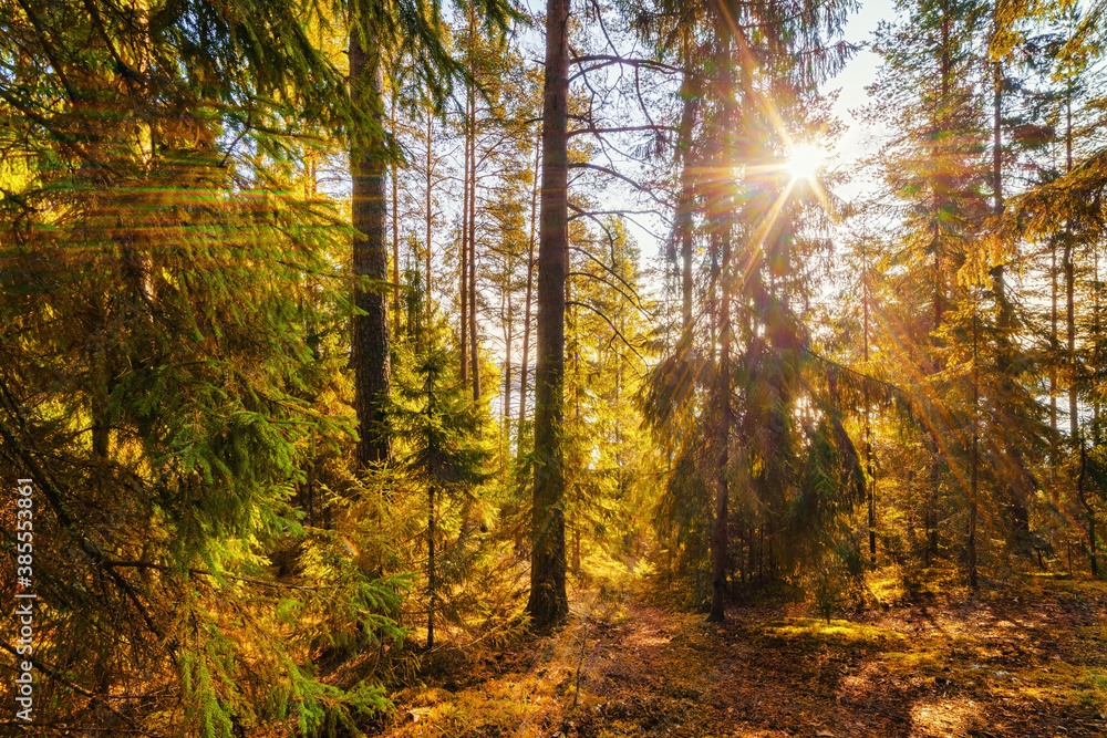 Fototapeta premium Sunny scene in the fir forest with sunbeams