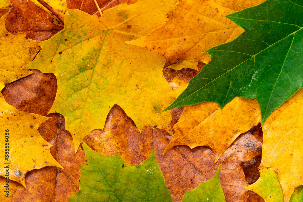 Colorful autumn leaves for background