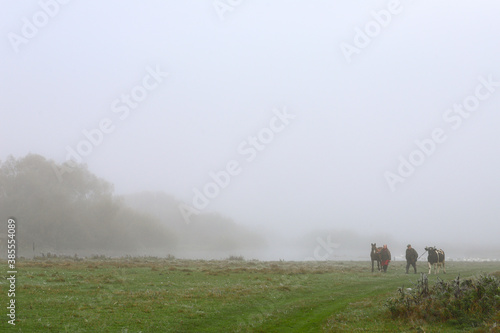 Wide panorama of a beautiful misty meadow. Silhouettes of people leading a horse and a cow. Thick fog over a meadow of dry grass and silhouettes of trees early in the autumn morning.