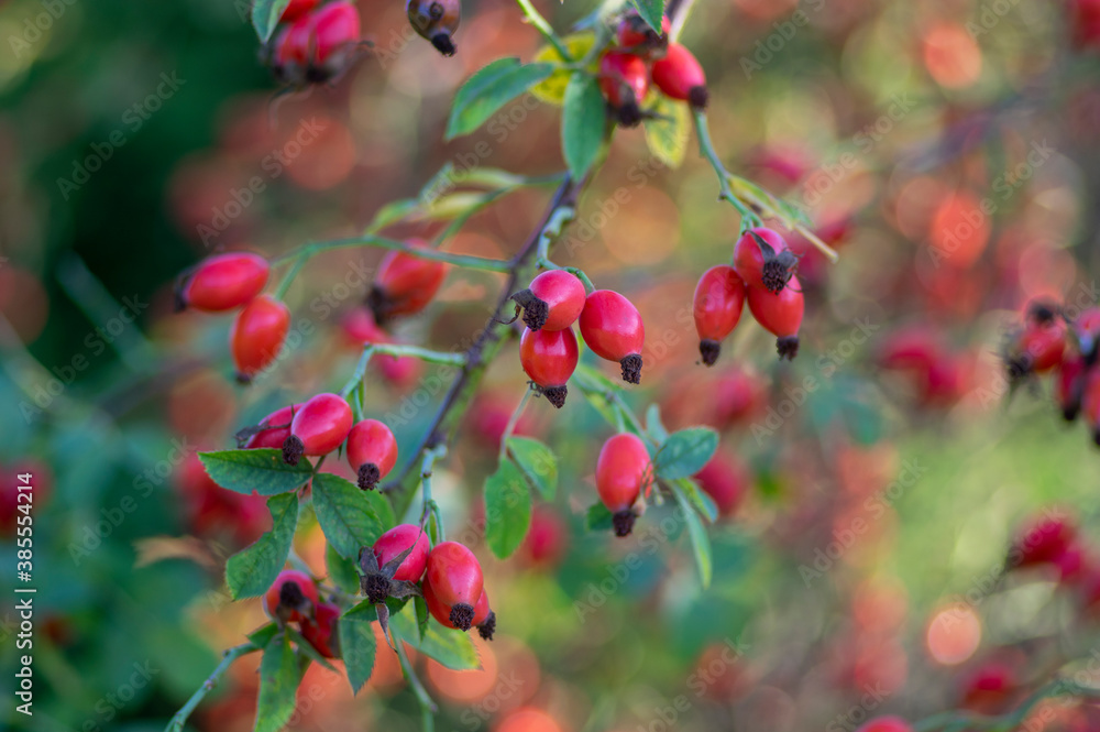 Ripened rose hips on shrub branches, red healthy fruits of Rosa canina plant, late autumn harvest time Ripened rose hips on shrub branches, red healthy fruits of Rosa canina plant, late autumn harvest time
