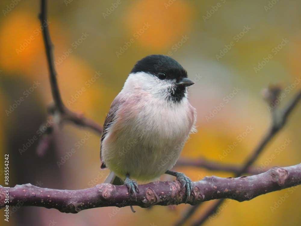 Obraz premium Marsh tit (Poecile palustris) posing on an oblical tree branch, perching and looking towards the camera. Beautiful creamy calm clear natural looking blurry background behind the bird. 