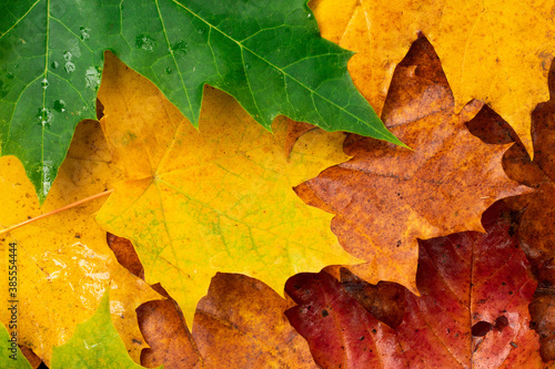Colorful autumn leaves for background  landscape orientation