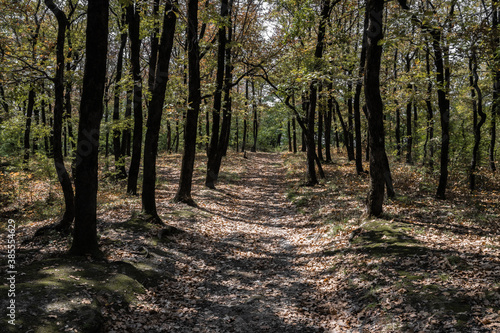 Path in the pine forest