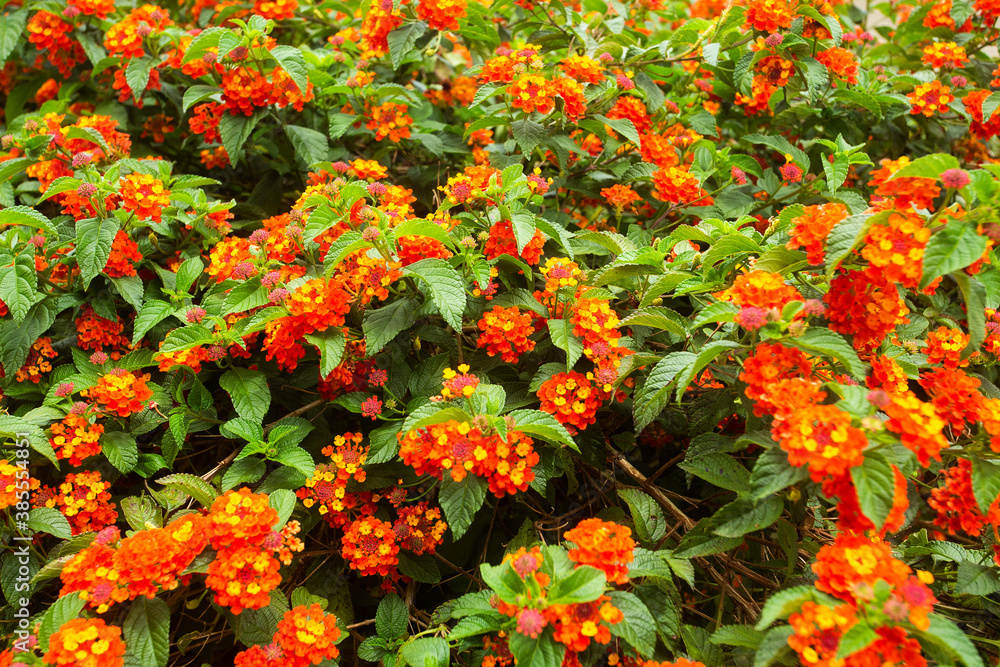 Colorful and beautiful Lantana camara flowers