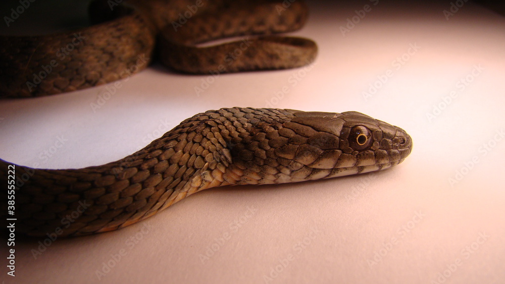 Fototapeta premium Close up of Snake on a white background snake isolated Closeup of water snake is a non venomous. Snake in the studio Veterinarian exotic. Veterinarian wildlife. veterinary medicine. Reptile.
