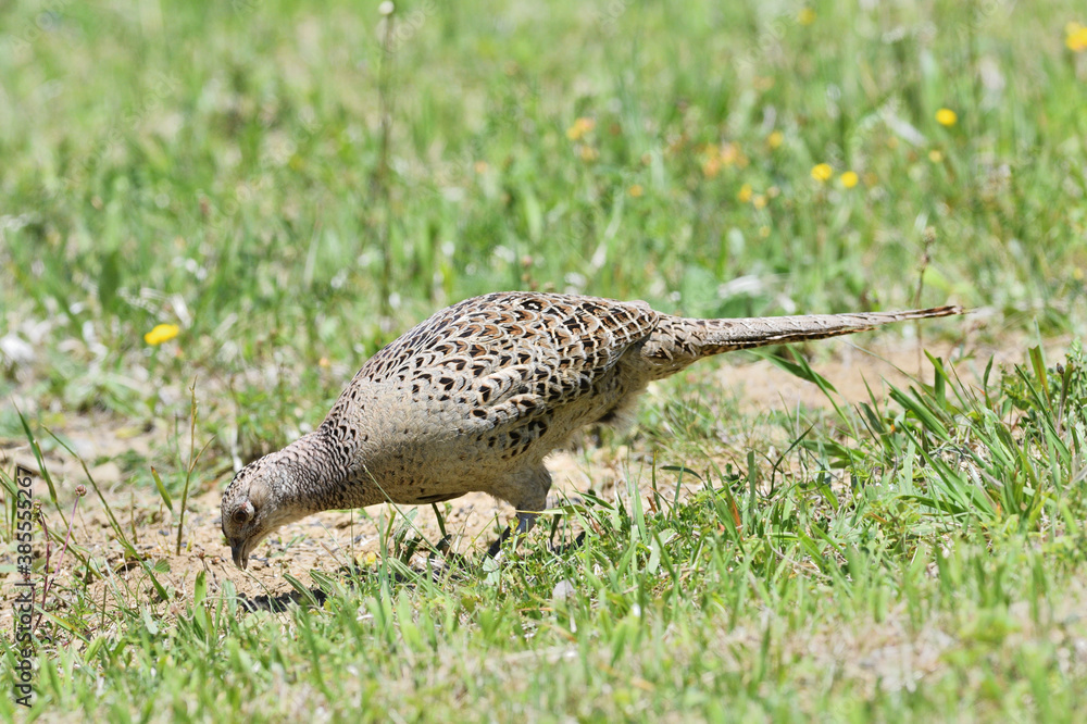 Pheasant hen lurking on a green meadow looking for seeds Pheasant hen lurking on a green meadow looking for seeds
