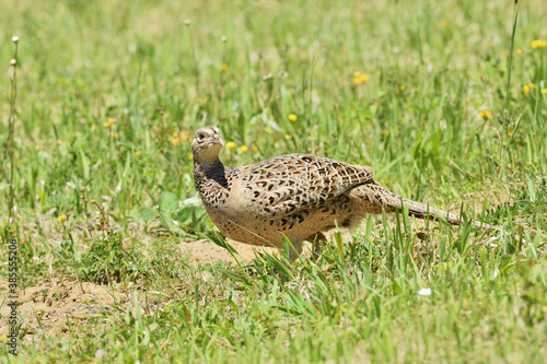 Pheasant hen walking and lurking for food in grass during sunny spring