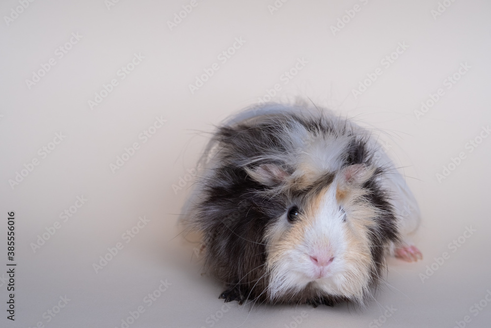 portrait of cute guinea pig on a light background