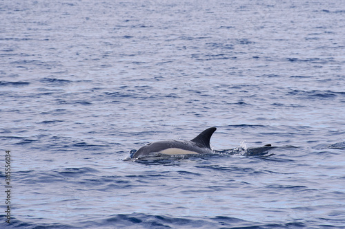 North Atlantic dolphin on the Azores  Sao Miguel near Ponta Delgada