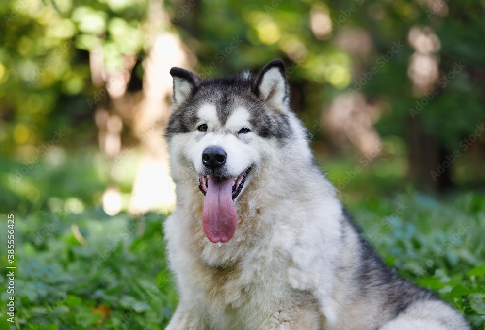 Portrait of an Alaskan Malamute dog in the forest