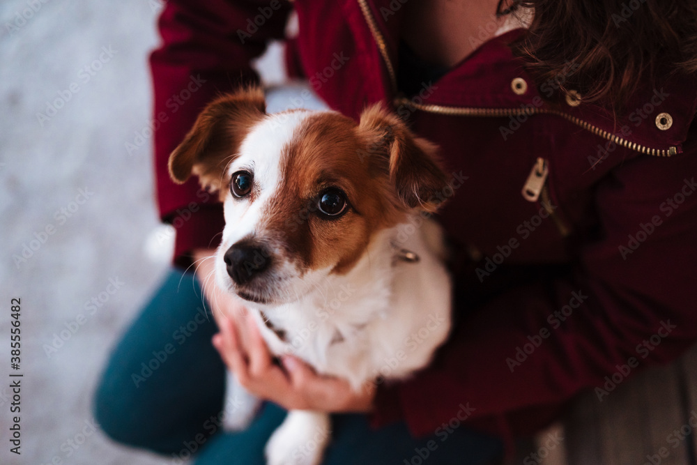 top view of cute dog sitting on lap of owner, lifestyle outdoors top view of cute dog sitting on lap of owner, lifestyle outdoors