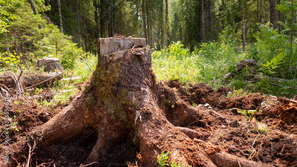 Obraz premium A tree stump in the woods.Exploitation of pine forests leads to deforestation, endangering the environment .