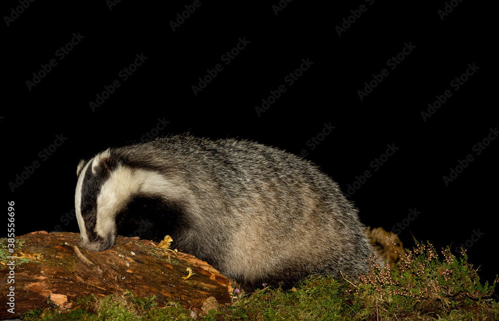 Fototapeta premium Badger (Scientific name: Meles Meles) Close up of a wild badger in natural Woodland habitat foraging on a decayed log. Facing left. Night time image. Horizontal. Space for copy.
