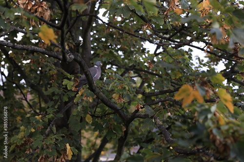 Taube im Baum, an einem Herbsttag
